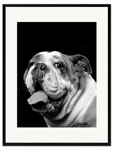 Kehystetty taidepainatus Brawny the Bulldog