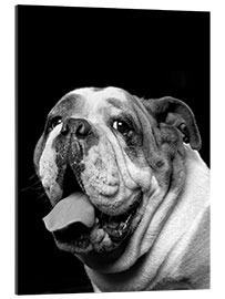 Quadro em plexi-alumínio Brawny the Bulldog