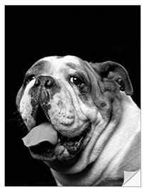 Sticker mural Brawny the Bulldog