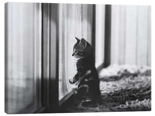 Canvas print Kitten by the window