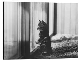 Magnettafel Kätzchen am Fenster