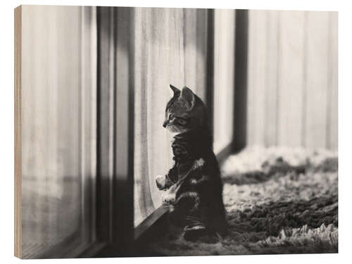 Wood print Kitten by the window