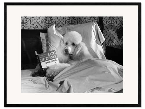 Impresión de arte enmarcada Reading Poodle