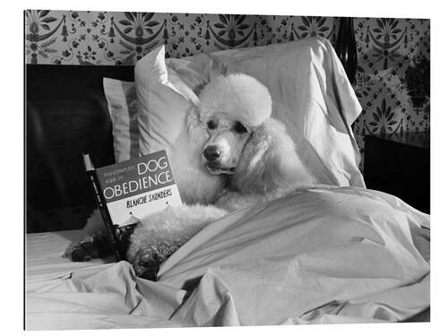 Stampa su plexi-alluminio Reading Poodle