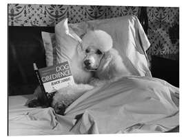 Magnettafel Lesender Pudel