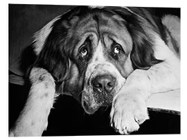 Foam board print St. Bernard