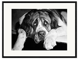 Framed art print St. Bernard