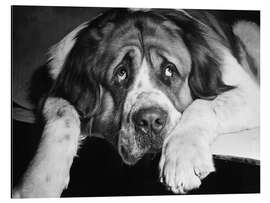 Magnettafel Bernhardiner