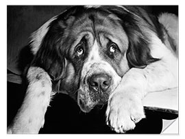 Wall sticker St. Bernard