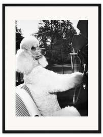 Gerahmter Kunstdruck Reisender Pudel