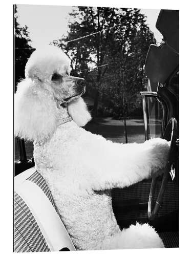 Gallery print Traveling Poodle