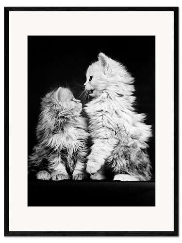 Ingelijste kunstdruk Kitten Confrontation