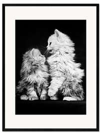 Ingelijste kunstdruk Kitten Confrontation