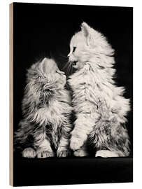 Wood print Kitten Confrontation