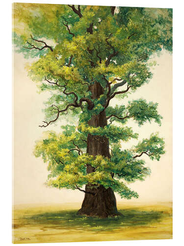 Acrylic print Study of an Ivenack oak