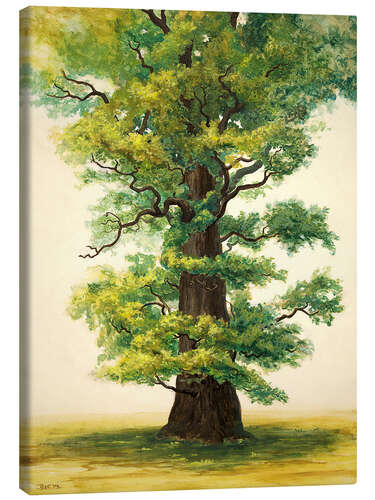 Canvas print Study of an Ivenack oak