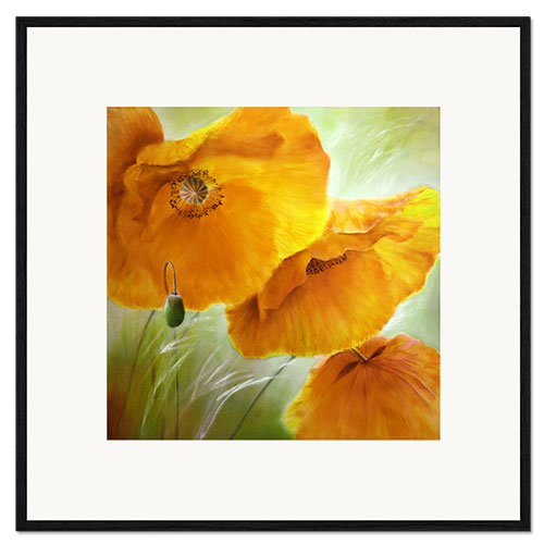 Framed art print Three yellow poppy flowers