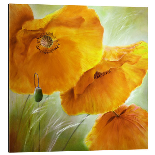 Quadro em plexi-alumínio Three yellow poppy flowers