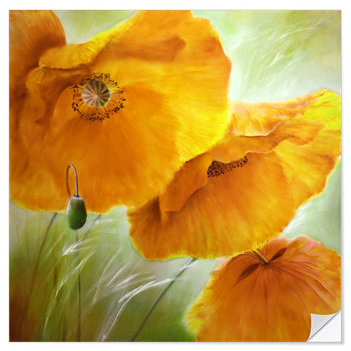 Wall sticker Three yellow poppy flowers