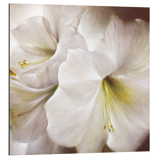 Aluminiumsbilde White amaryllis in the back light