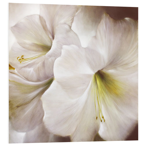 PVC-taulu White amaryllis in the back light