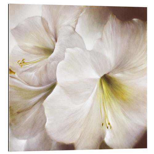 Galleriprint White amaryllis in the back light