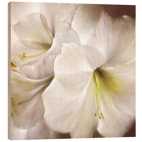 Tableau en bois White amaryllis in the back light