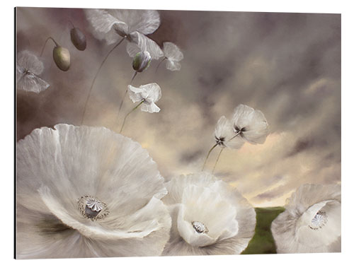 Aluminium print Fleeting - white poppies in the summer wind