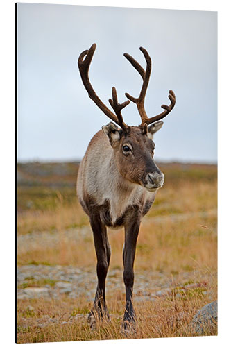 Aluminium print Reindeer portrait