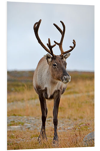 Foam board print Reindeer portrait