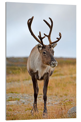 Gallery print Reindeer portrait