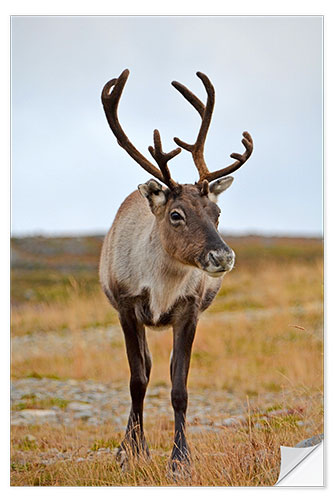 Wall sticker Reindeer portrait