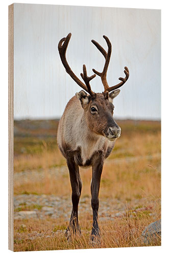 Wood print Reindeer portrait