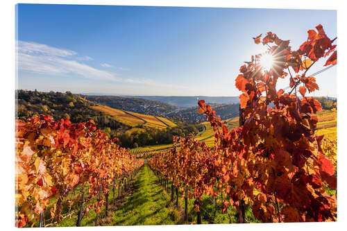 Tableau en verre acrylique Vineyards near Rotenberg in Stuttgart