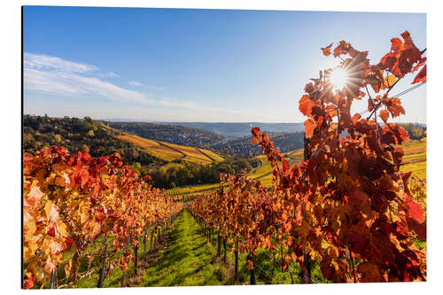 Stampa su alluminio Vineyards near Rotenberg in Stuttgart