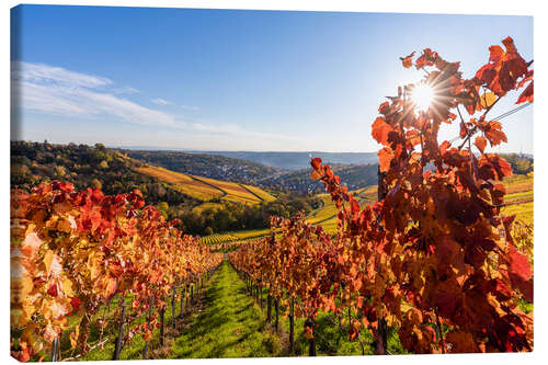 Lienzo Vineyards near Rotenberg in Stuttgart