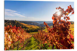 Quadro em plexi-alumínio Vineyards near Rotenberg in Stuttgart