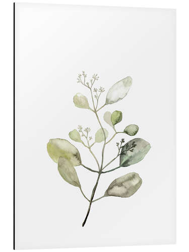 Aluminium print Botanical Illustration Eucalyptus