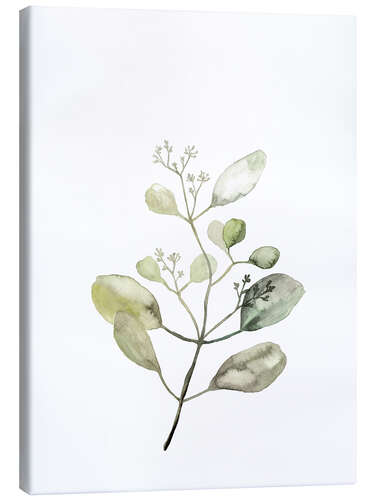 Canvas print Botanical Illustration Eucalyptus