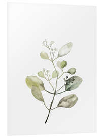 Foam board print Botanical Illustration Eucalyptus