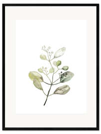 Kehystetty taidepainatus Botanical Illustration Eucalyptus