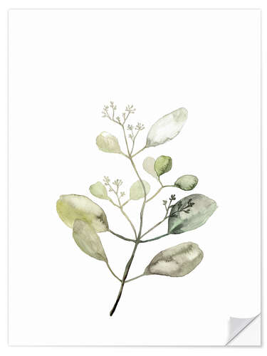 Naklejka na ścianę Botanical Illustration Eucalyptus