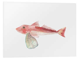 Foam board print Sea Life Gurnard