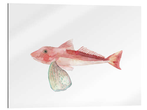 Cuadro de plexi-alu Sea Life Gurnard