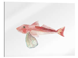 Gallery print Sea Life Gurnard