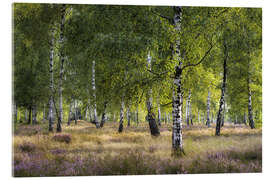 Akrylbilde Heath and birches in the evening light