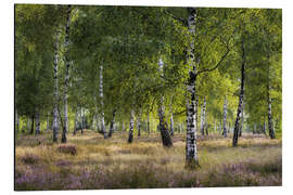 Aluminiumtavla Heath and birches in the evening light