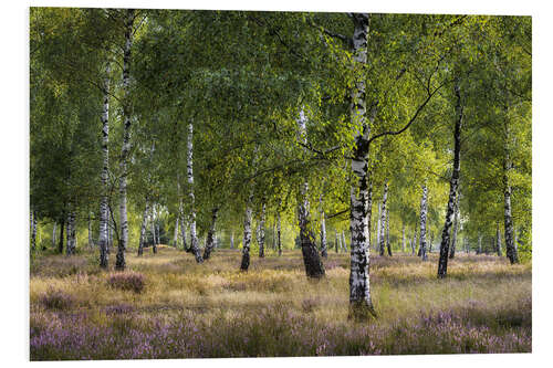 Stampa su PVC Heath and birches in the evening light