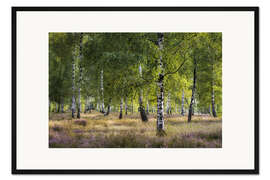 Gerahmter Kunstdruck Heide und Birken im Abendlicht