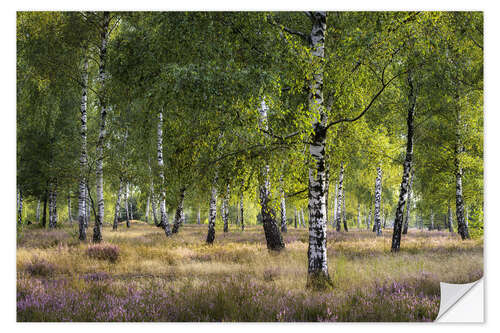 Selvklebende plakat Heath and birches in the evening light